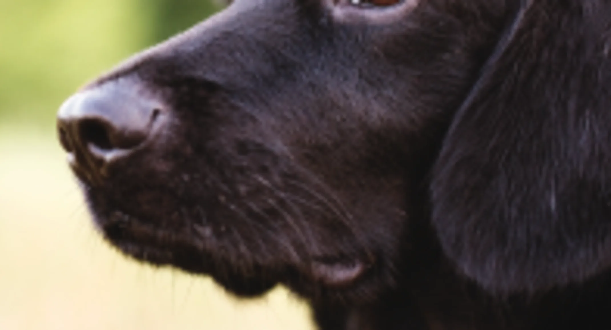 Black lab in field staring